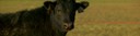 steer.jpg